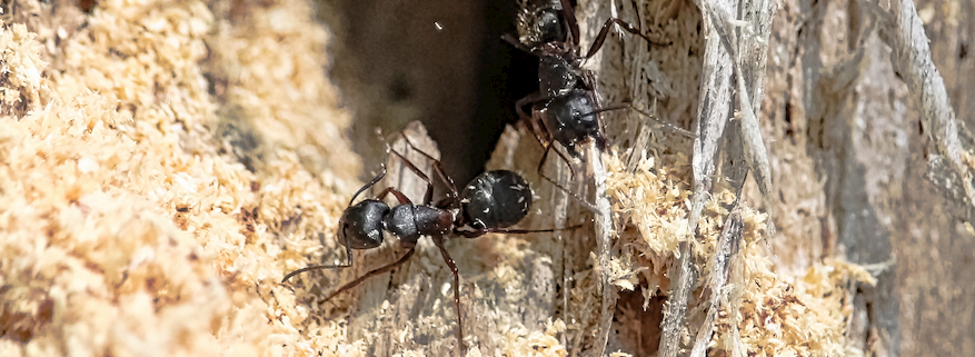 Two black ants