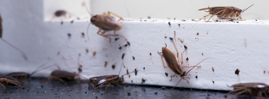 Quelles différences entre une blatte et un cafard ?