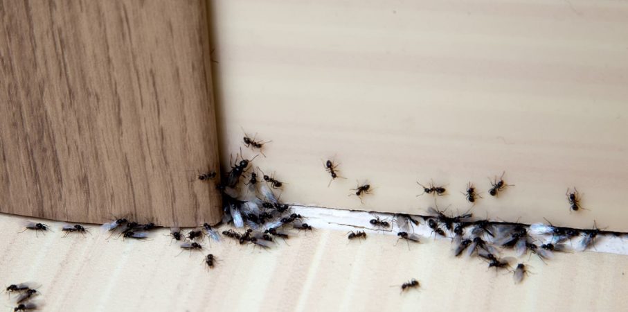 Amas de fourmis noires