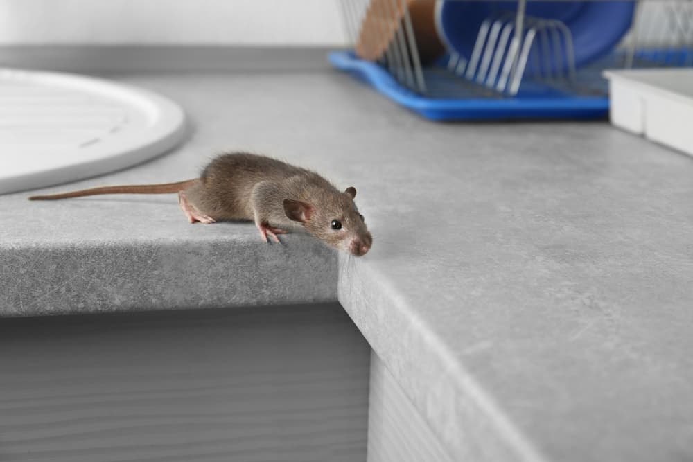 5 trucs & astuces pour capturer un rat - Votre exterminateur à