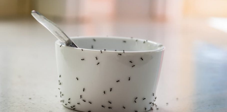 Quels insectes observe-t-on fréquemment dans les maisons et où peut-on les trouver?