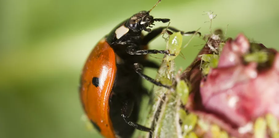 Comment se débarrasser des coccinelles dans la maison