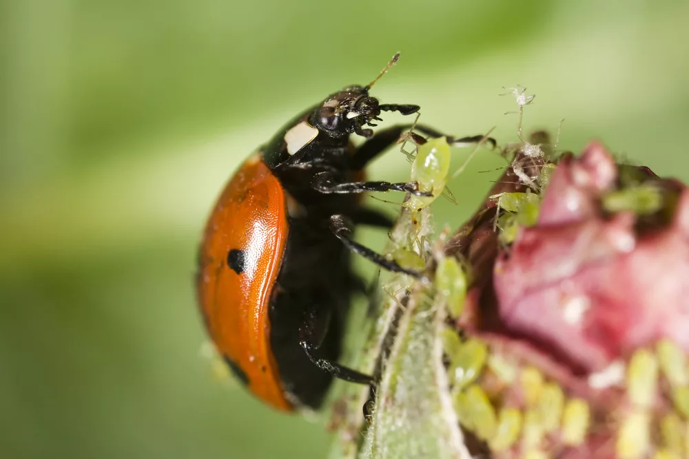 Des Coccinelles Dans La Maison