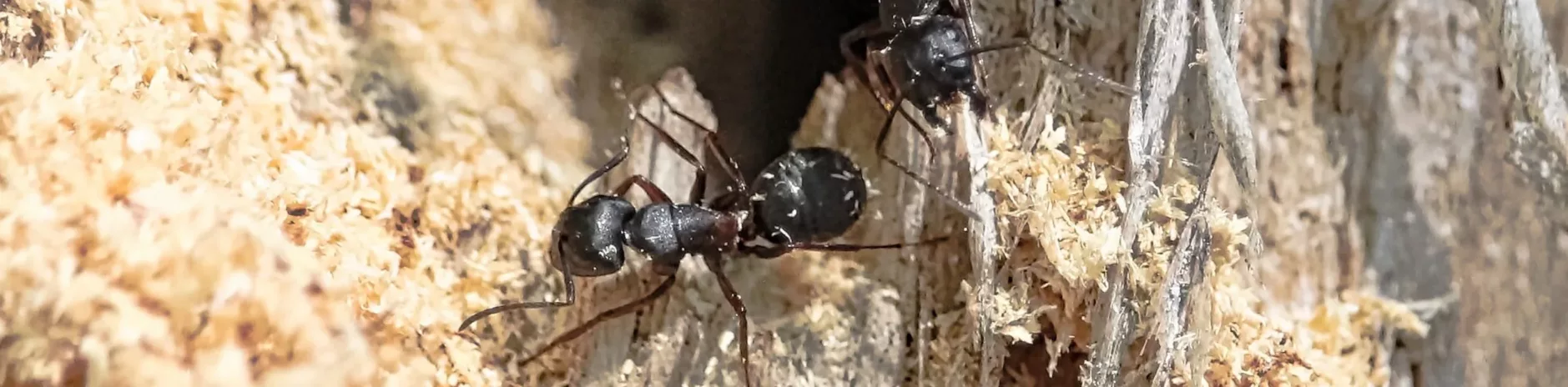 Gros plan sur deux fourmis charpentières